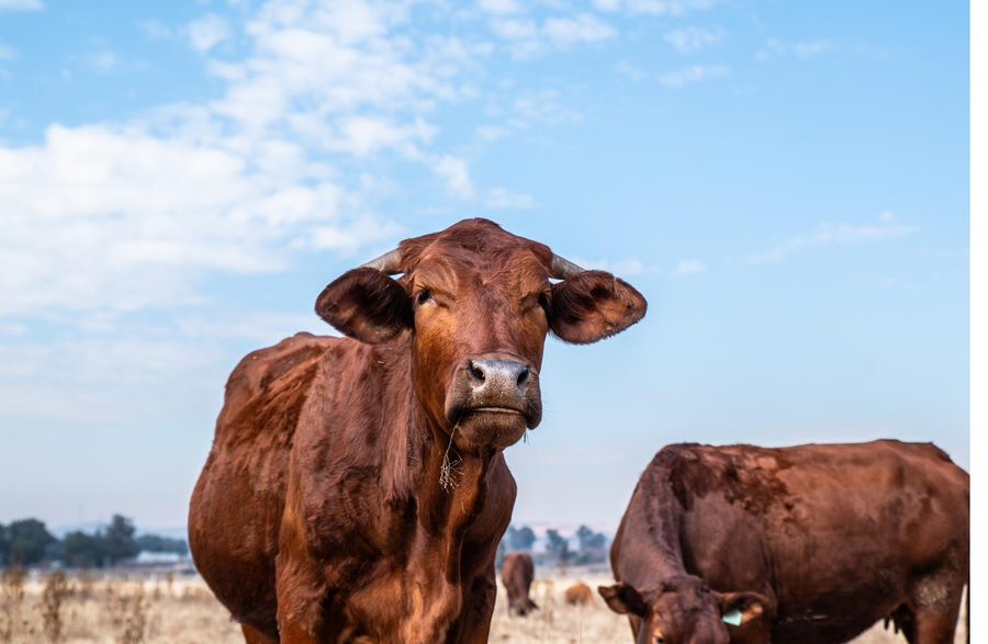 Bonsmara cow portrait