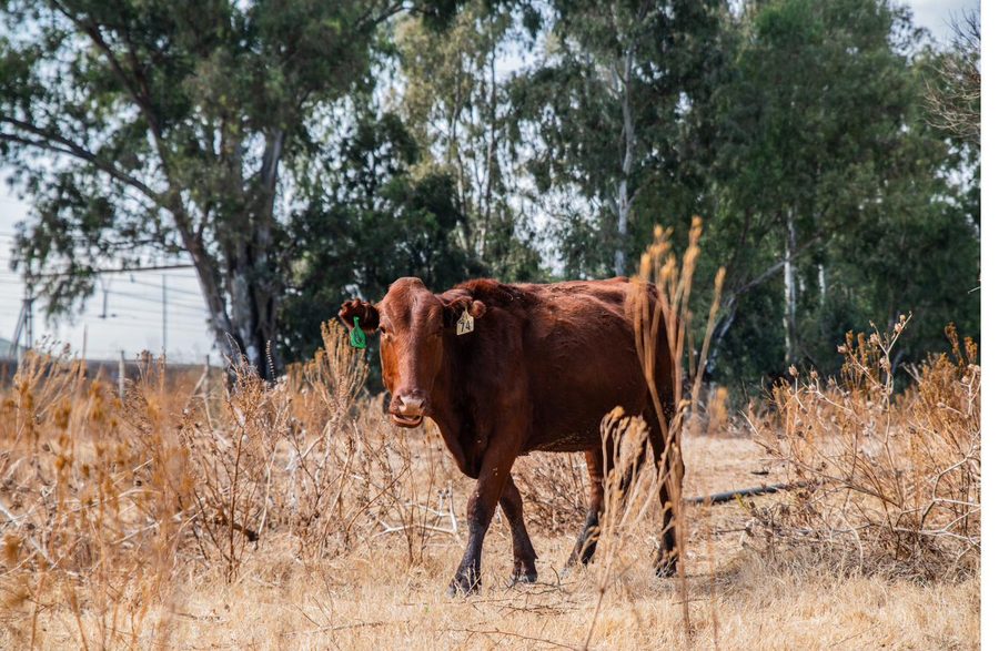 Wide view of the herd across open pasture