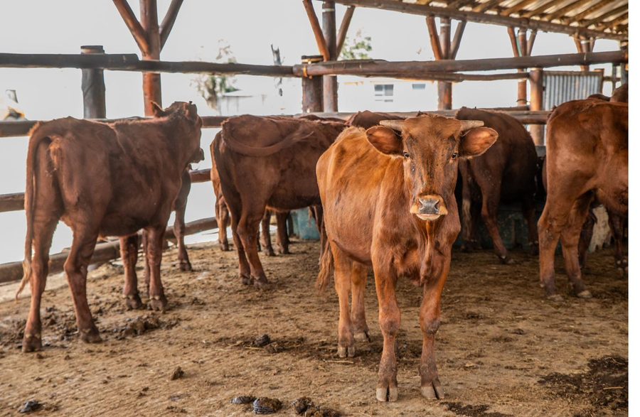 Calves gathered under the shed