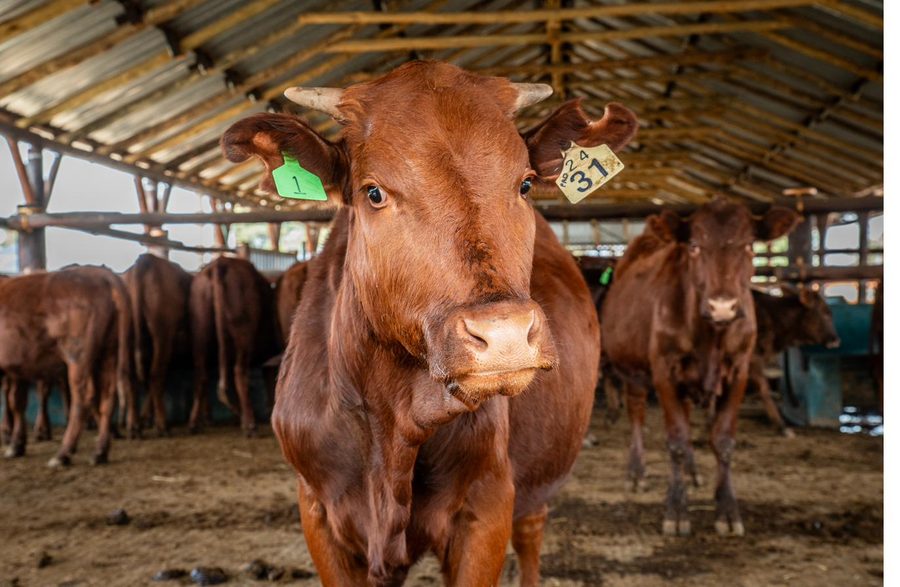 Close up of a cow with a numbered ear tag