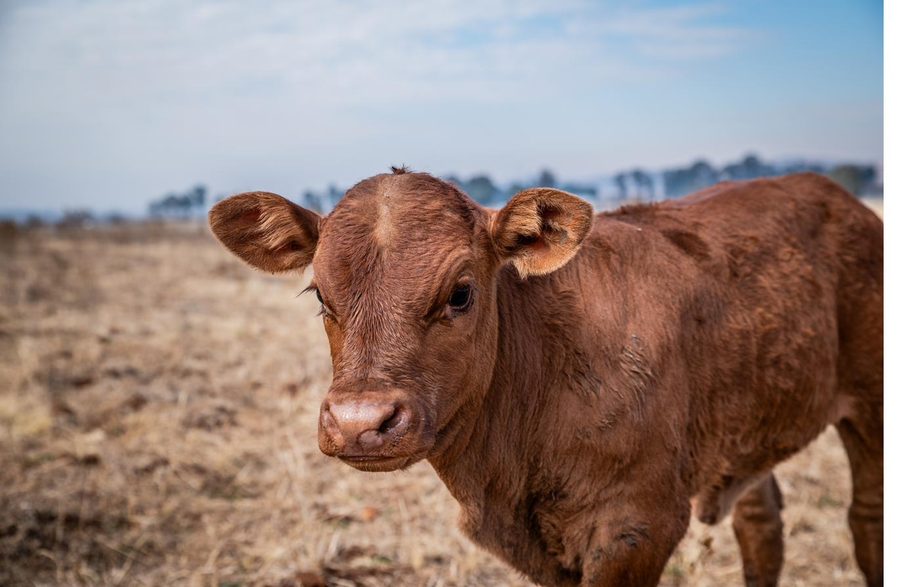 Close portrait of a young calf